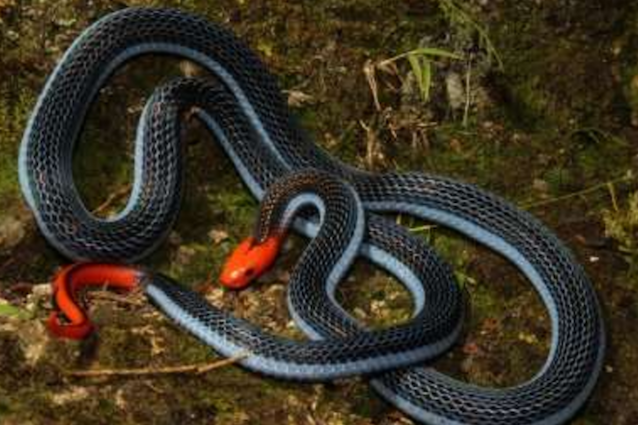 Ti 'frigge' i nervi e ti uccide, ecco chi è il serpente con il veleno più terrificante