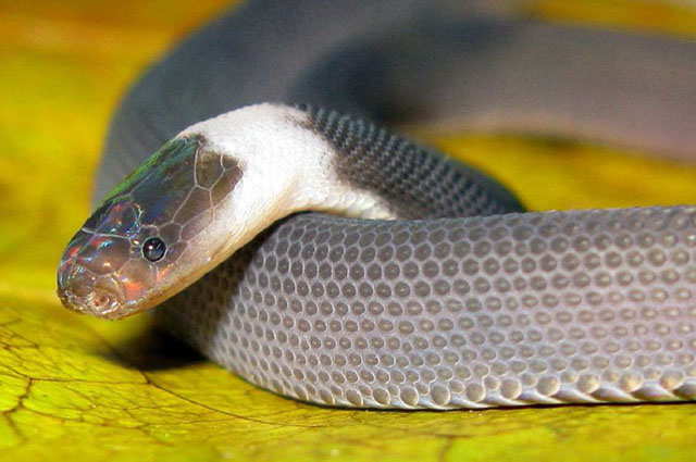 serpente Ziggy Stardust