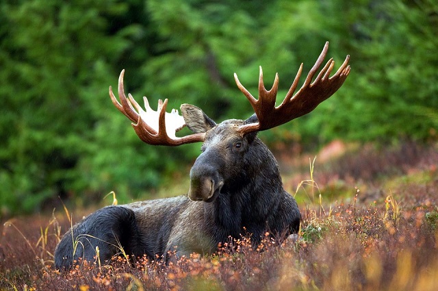 Foto di tpsdave https://pixabay.com/it/alce-alce-rack-maschio-toro-70254/