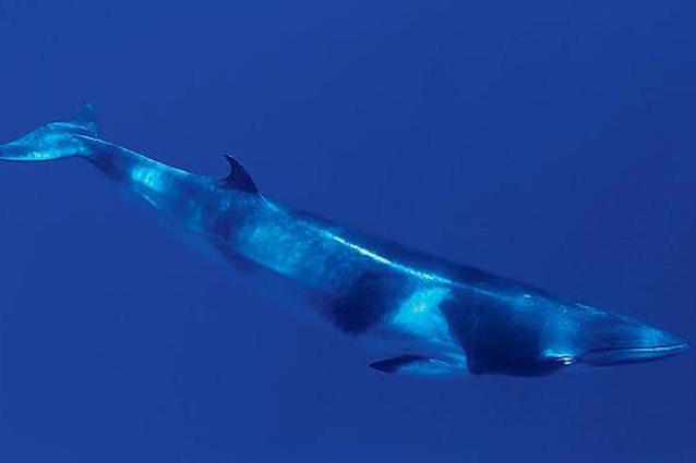 Svelato cosa si nasconde dietro al misterioso suono proveniente dalla Fossa delle Marianne