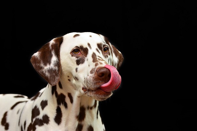 Foto di Huskyherz https://pixabay.com/it/cane-dalmati-pet-cane-di-razza-1020790/