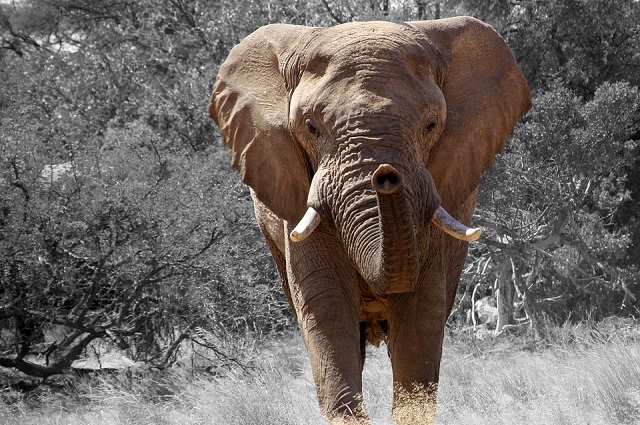 foto di pgeyr https://pixabay.com/it/elefante-namibia-africa-84186/