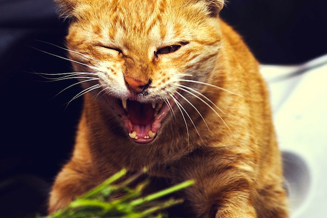 gatto erba gatta