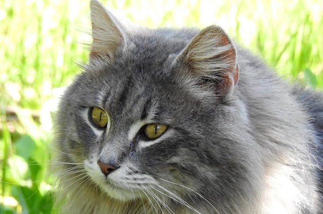 gatto