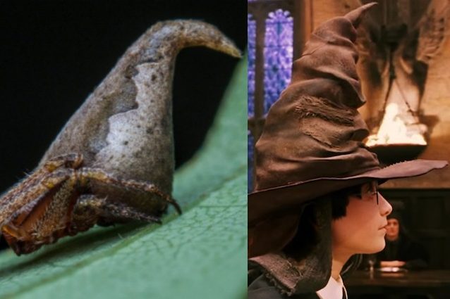 Il ragno a forma di Cappello Parlante di Harry Potter: la nuova specie appena scoperta