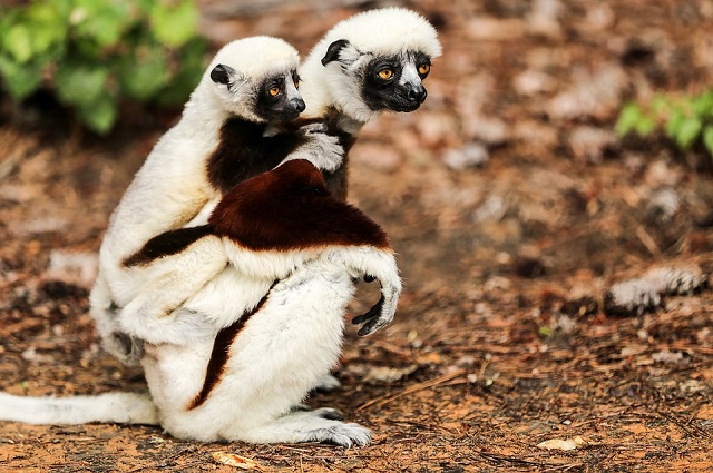 Foto di MarkThomas https://pixabay.com/it/propithecus-coquereli-sifaka-1809664/