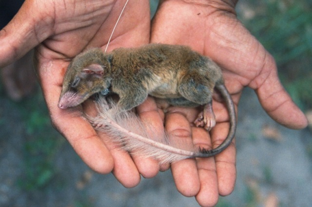 Foto di PNAS http://www.pnas.org/content/105/30/10426/F1.large.jpg