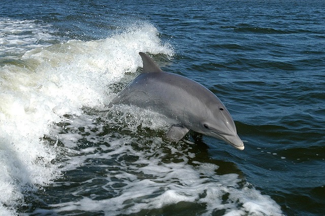 foto di PublicDomainsImages https://pixabay.com/it/delfino-tursiope-delfini-animali-386744/