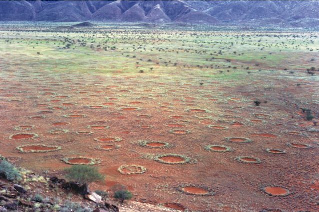 Svelato il segreto dei misteriosi Cerchi della Fate che si formano in Namibia