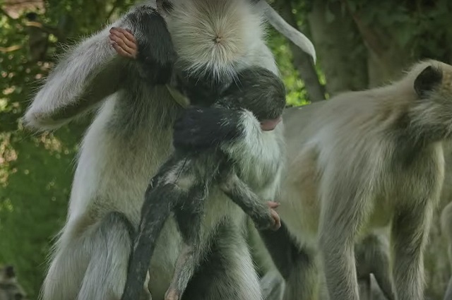 langur11