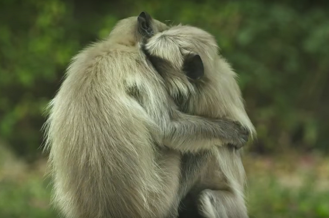 langur2