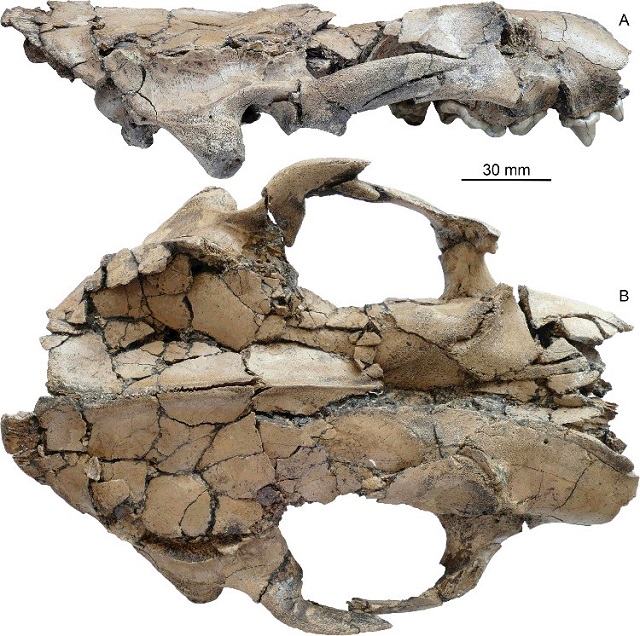 lontra gigante fossile