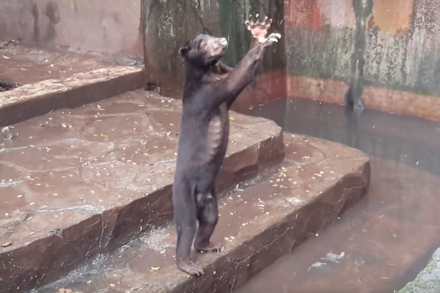 Di che animale si tratta? Scheletrici e supplicanti, così li ha ridotti lo zoo della morte