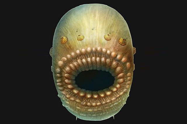 Saccorhytus cover