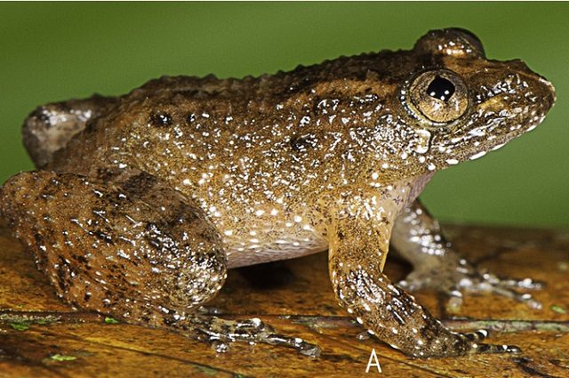 Nyctibatrachus athirappillyensis