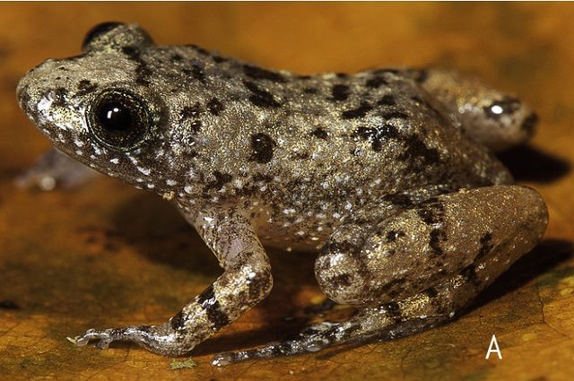 Nyctibatrachus pulivijayani