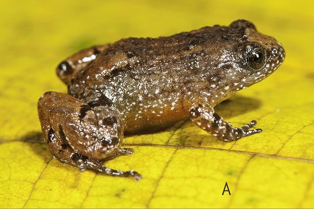 Nyctibatrachus manalari