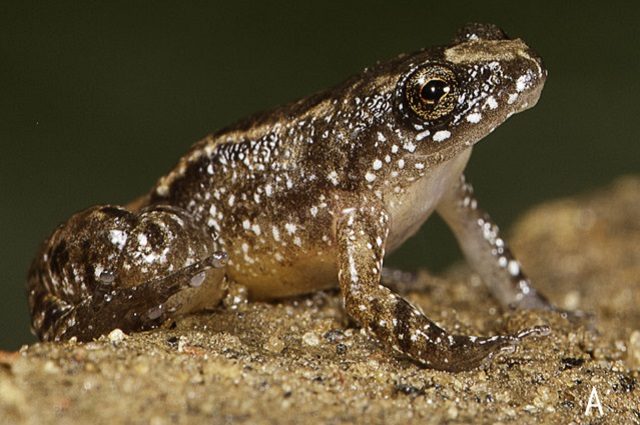 Nyctibatrachus robinmoorei