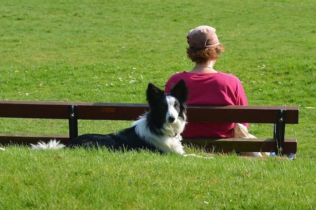 I cani sono 'geneticamente' nostri amici: ecco perché sono così socievoli