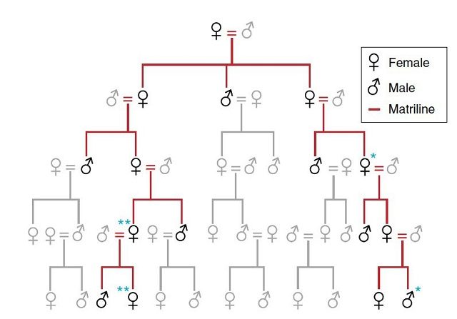 La linea matriarcale emersa dalle analisi del DNA - Illustrazione di Douglas Kennet http://www.nature.com/articles/ncomms14115