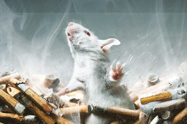 Iniezioni di sostanze nel cervello e xenotrapianti: l'Italia vuole ancora sperimentare sugli animali