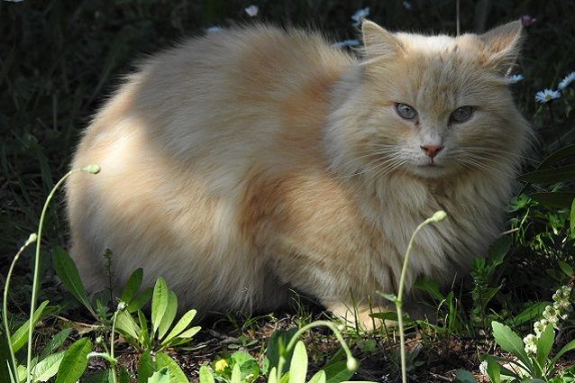La polvere di casa è tossica per i nostri gatti: li stiamo ... Polvere in casa
