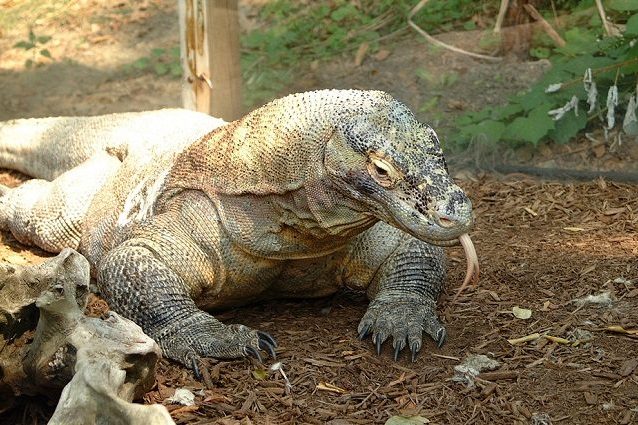 komodo