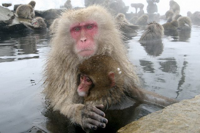 57 scimmie uccise in uno zoo: avevano geni di “specie aliene invasive”