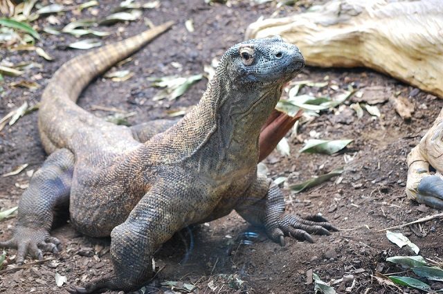 reptile-1984970_960_720