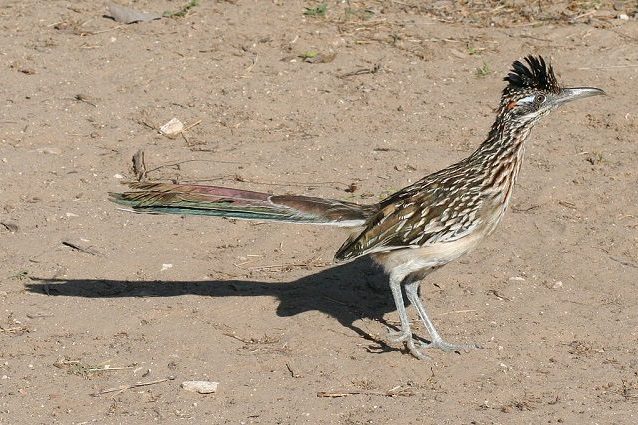 roadrunner