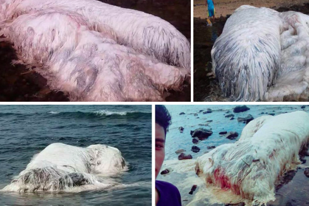 mostro-peloso-filippine