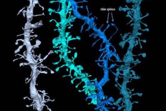 Dormire 'ricarica' il cervello e permette di avere nuovi ricordi: come ci riesce