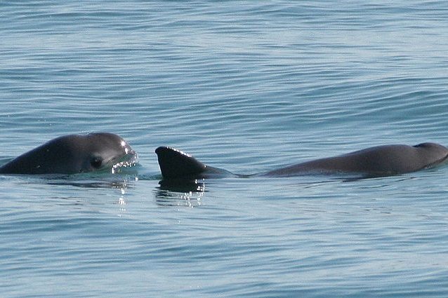 vaquita
