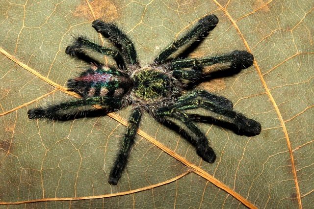 Ybyrapora diversipes