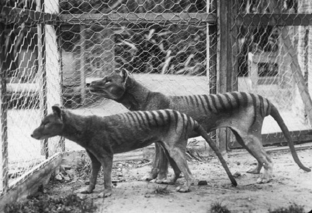 Esemplari esposti in uno zoo