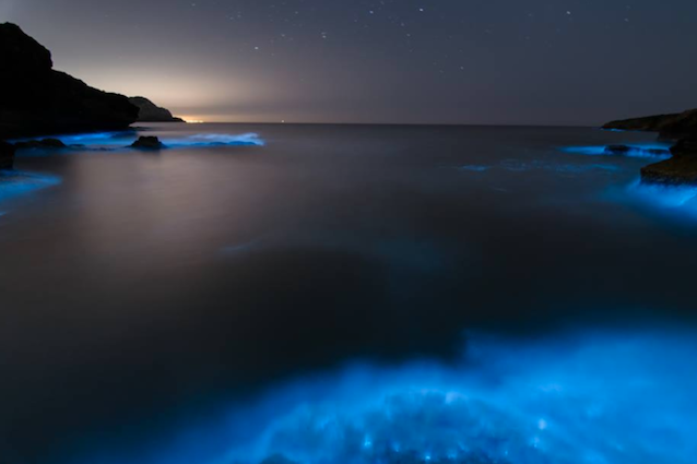 Queste alghe illuminano di blu il mare: cosa succede di notte in Salento