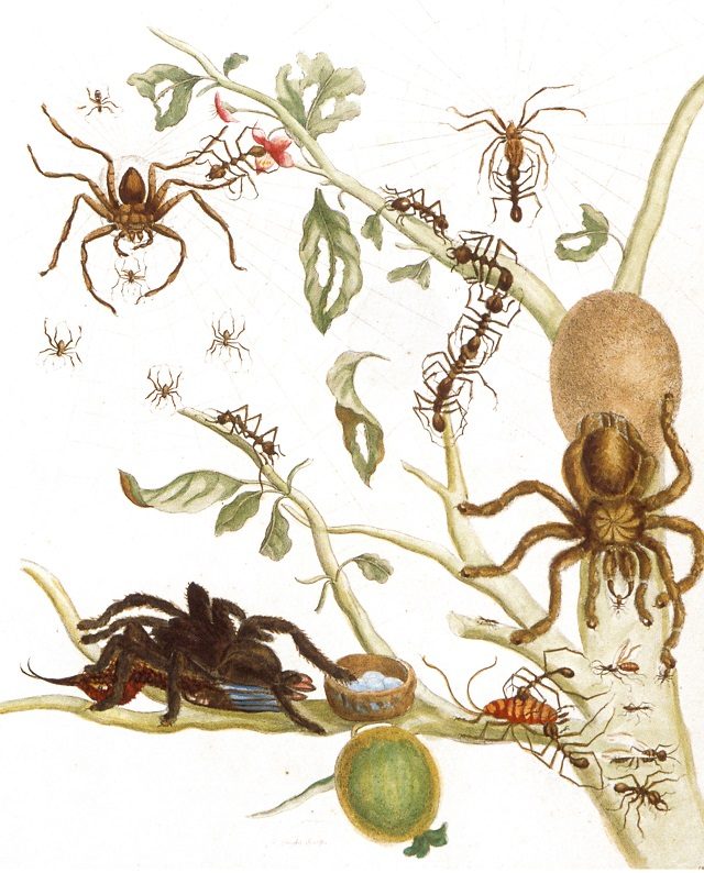 L'illustrazione di Maria Sibylla Merian