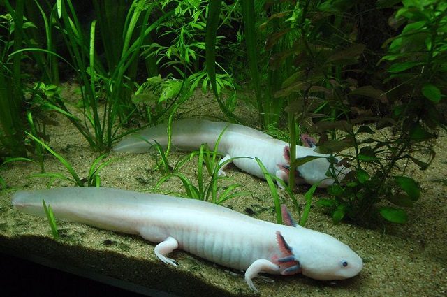 Foto di wikipedia https://en.wikipedia.org/wiki/Axolotl