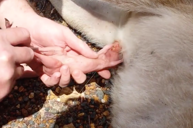 Cucciolo di canguro estratto vivo dal marsupio della mamma morta: le immagini commoventi