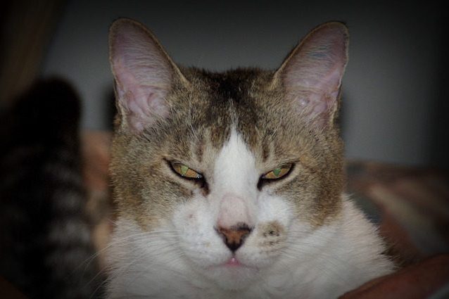 Il tuo gatto non sta meditando di ucciderti, potresti addirittura piacergli