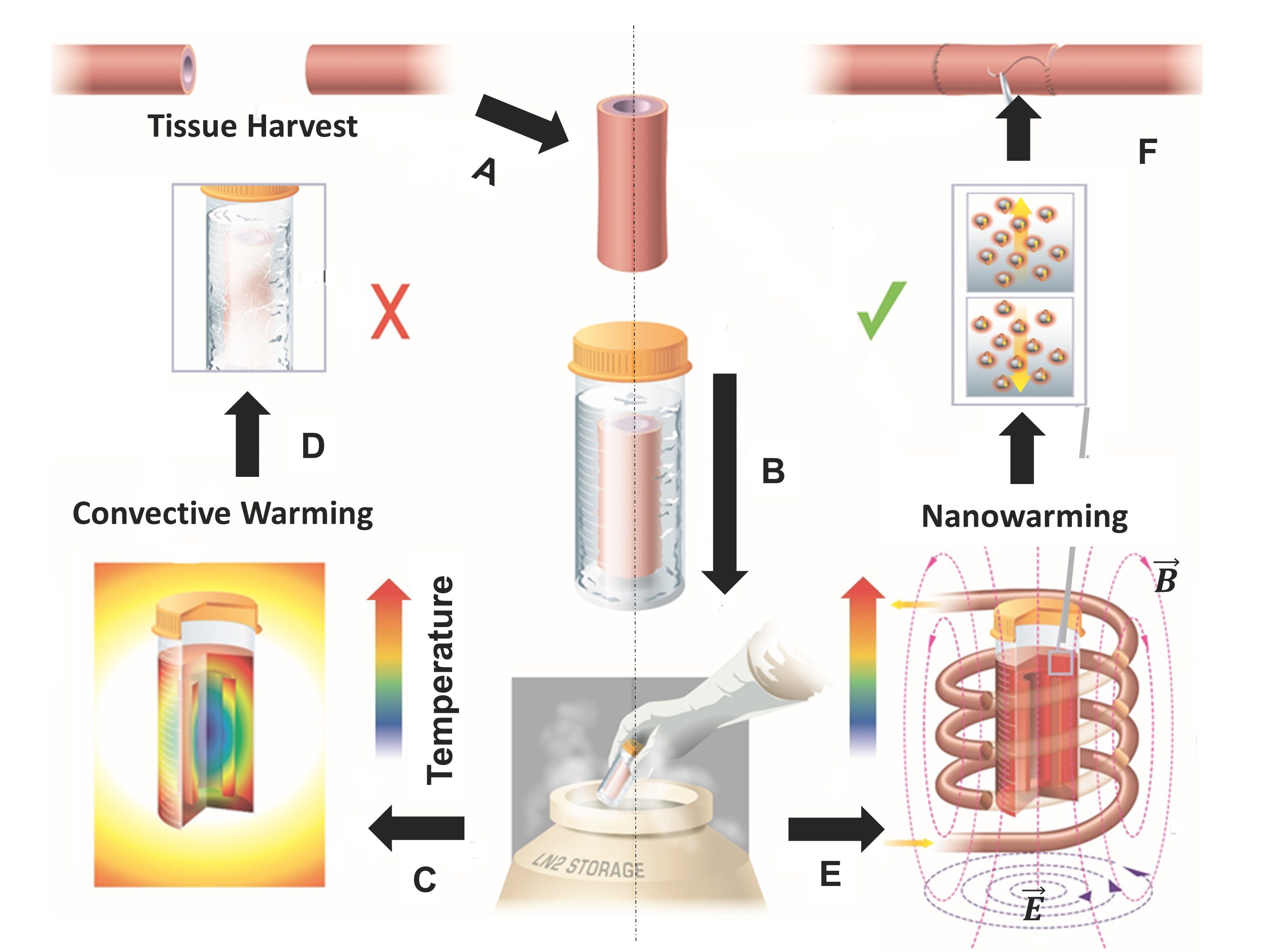 La procedura di scongelamento attraverso le nanoparticelle