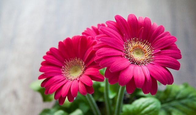 Un fiore magenta: foto di Nile https://pixabay.com/it/fiore-primavera-estate-gerbera-631765/