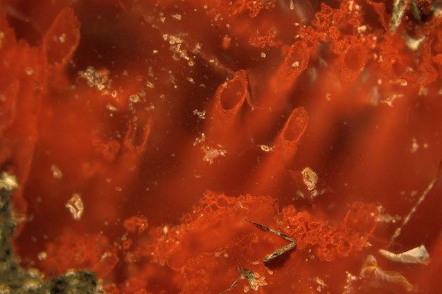 La prima forma di vita della Terra forse è in questi fossili di 3,7 miliardi di anni fa