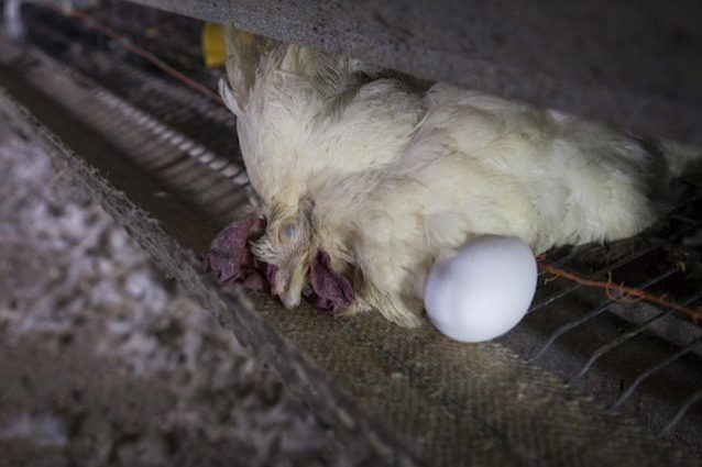 Uova: galline ferite, tra gli escrementi e morte in gabbia. Video shock degli allevamenti