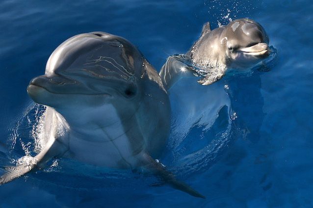I pescatori delle Eolie ce l'hanno con i delfini e non c'è davvero niente da ridere