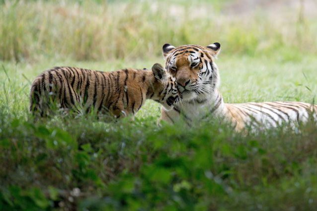 Un parco il 60% più grande di Yellowstone: così salveremo la tigre siberiana