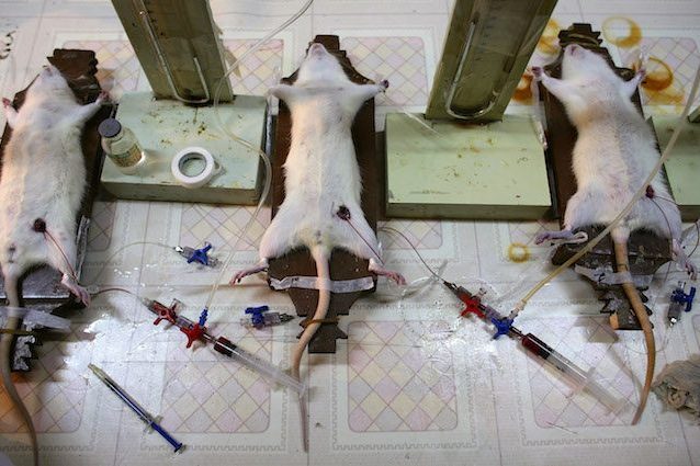 Non è sperimentazione, ma crudeltà: microbiologa rifiuta una ricerca e rivela cosa subivano i topi