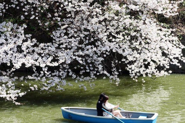 Dal Giappone all'Italia è l'ora di Hanami, l'affascinante usanza della fioritura dei ciliegi
