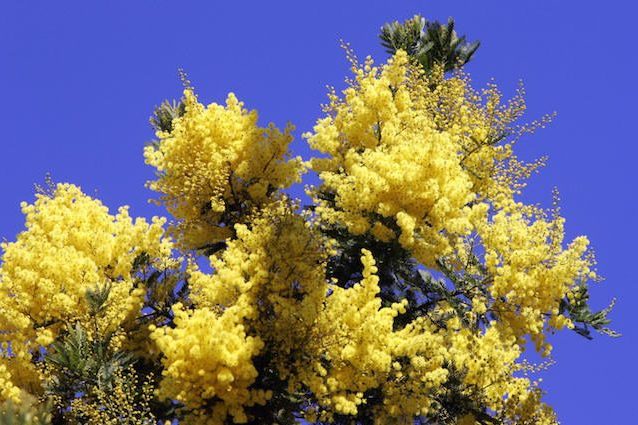 Arriva dalla Tasmania ed è anche un asteroide: 5 cose da sapere sulla mimosa