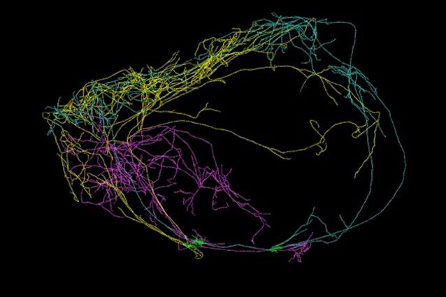 Scoperto un neurone gigante che avvolge il cervello: da qui nasce la coscienza?